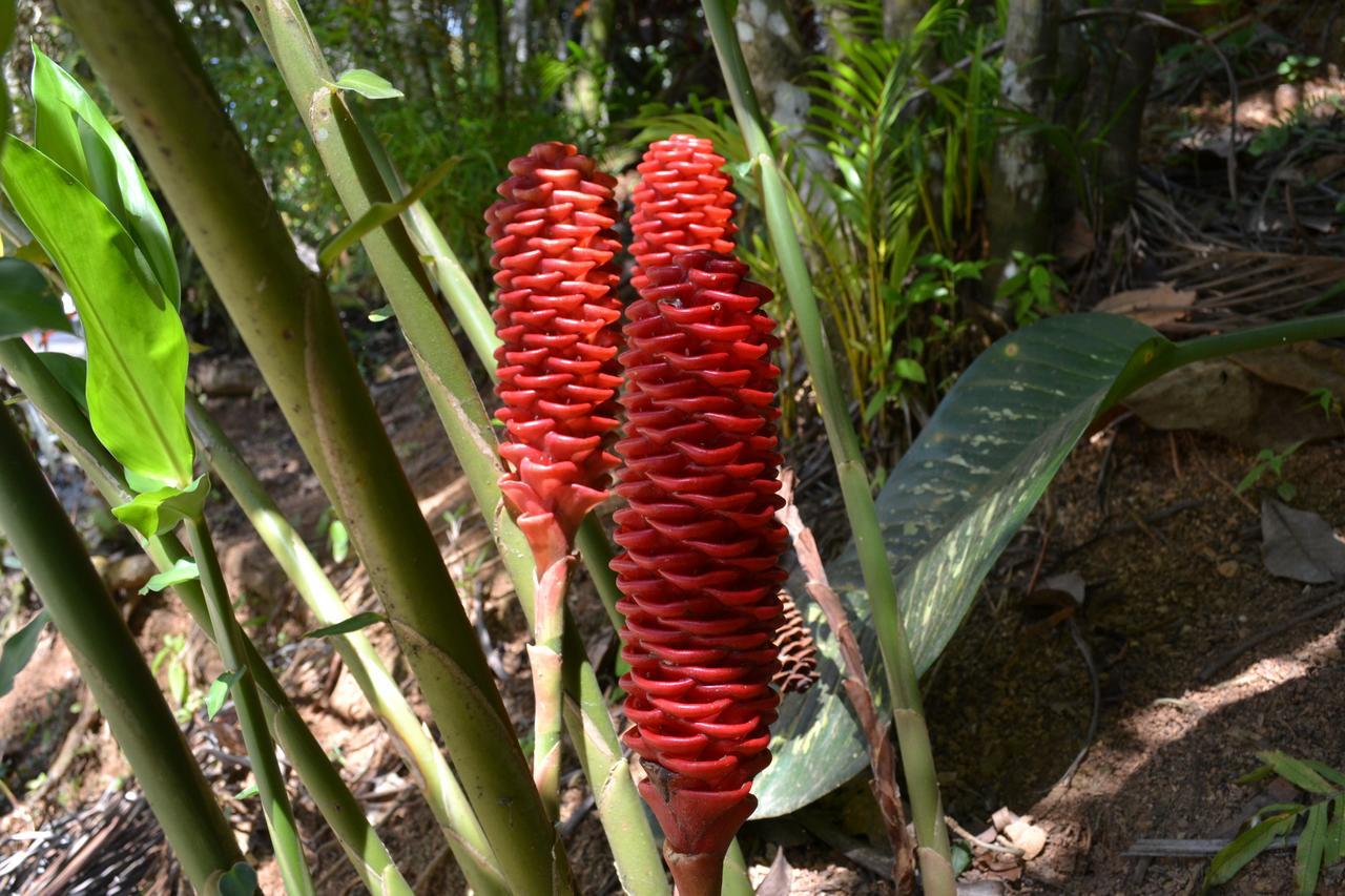 Natuga Ecolodge-Villas Dominical Baru Eksteriør billede