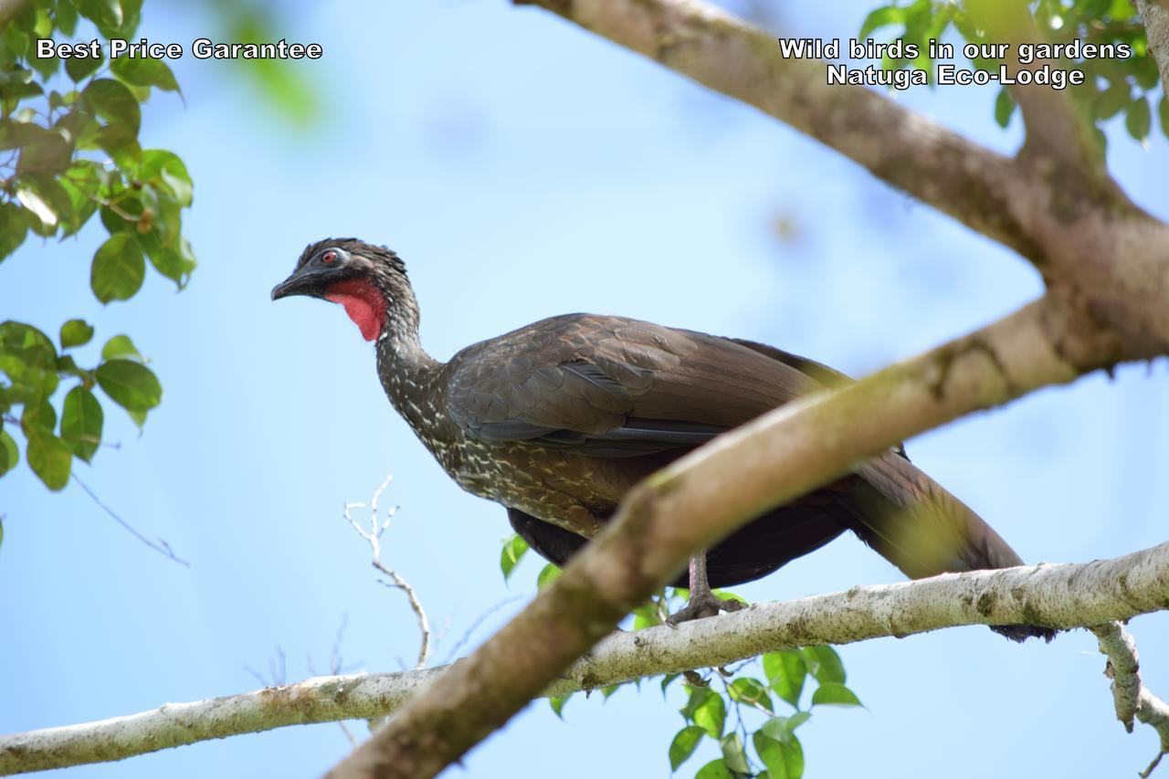 Natuga Ecolodge-Villas Dominical Baru Eksteriør billede